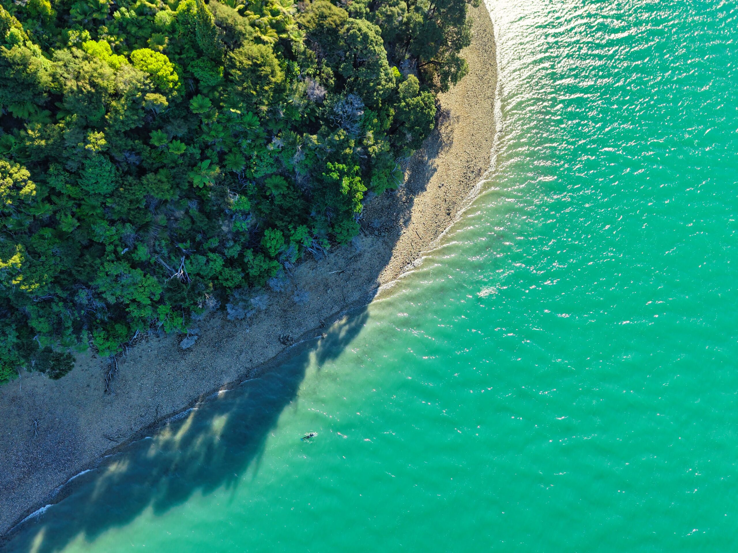 Person swimming in abel tasman on private tour